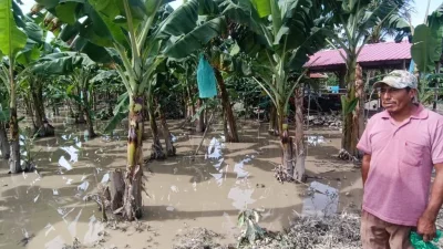 Desborde del río afecta plantaciones de banano en Chimoré