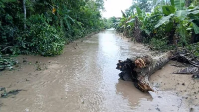 Desborde del río afecta plantaciones de banano en Chimoré