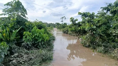 Desborde del río afecta plantaciones de banano en Chimoré