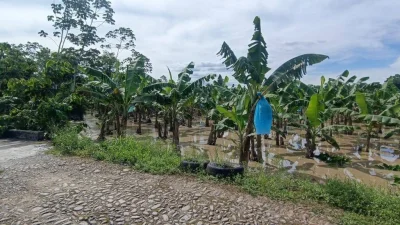 Desborde del río afecta plantaciones de banano en Chimoré
