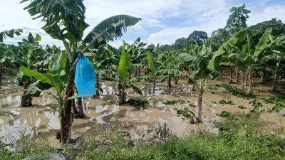 Desborde del río afecta plantaciones de banano en Chimoré