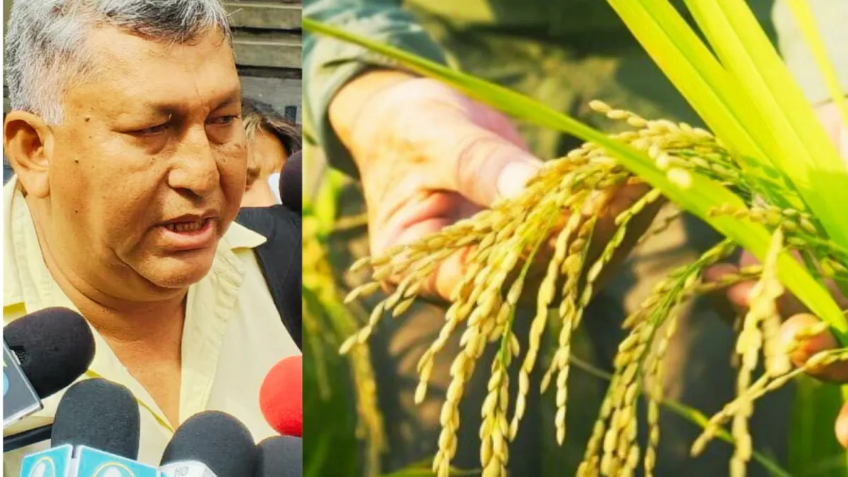 Productores arroceros declaran emergencia: “Nos pagan 40-70 bolivianos la fanega y entramos en quiebra”