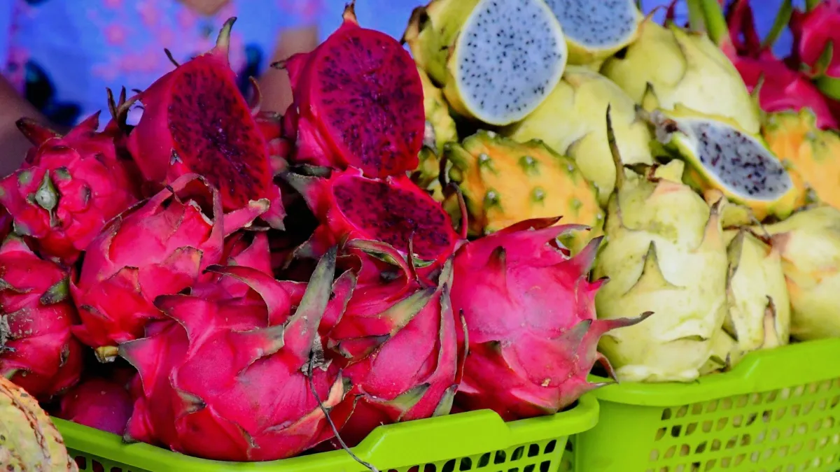 ¡Ven por la pitahaya, quédate por la fiesta! Este sábado en plaza de Ivirgarzama